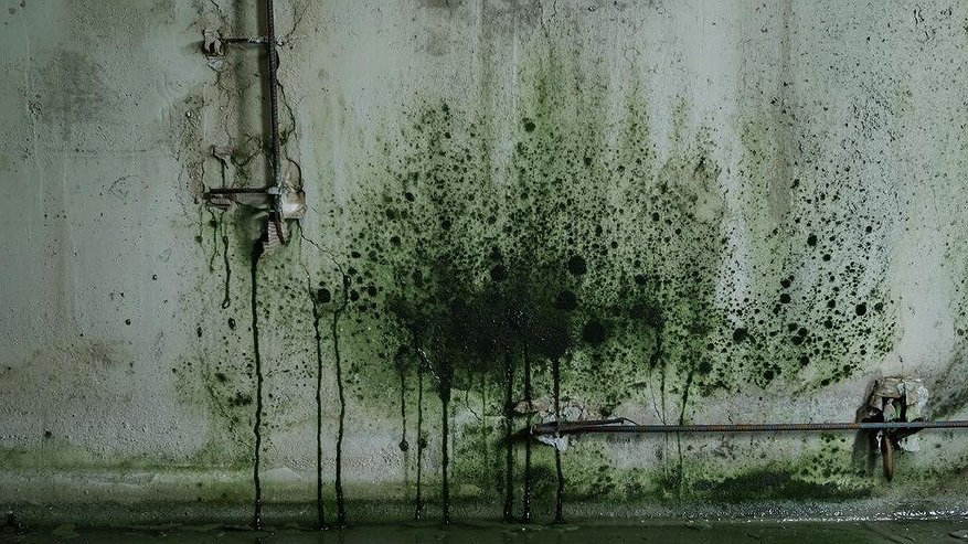 Главная картинка новости: В бомбоубежище детсада Новороссийска нашли плесень и текущую канализацию: проверка по жалобе