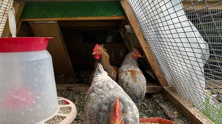 Главная картинка новости: 5 ошибок в кормлении кур, которые снижают яйценоскость осенью