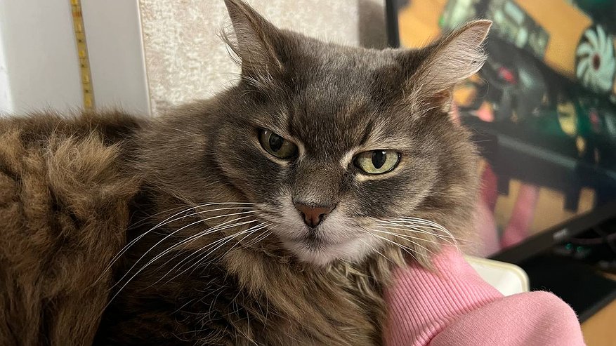 Главная картинка новости: Можно ли угостить кошку со стола: список безопасных лакомств от ветеринаров