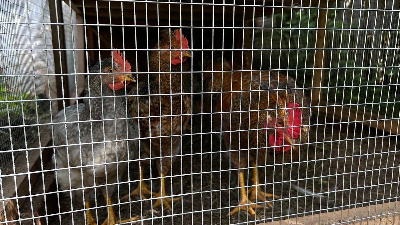 Главная картинка новости: Вертячка у кур: почему нет спасения от этой болезни и как защитить поголовье