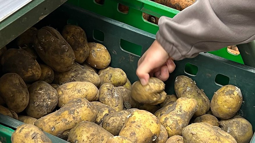 Главная картинка новости: Лимиты на картошку ввели в российских магазинах. Почему простой овощ стал дефицитом и что будет дальше