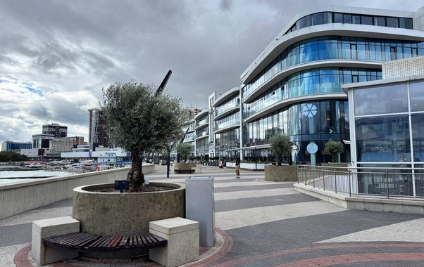 Оливы на новороссийской набережной могут укрыть теплицами на зиму