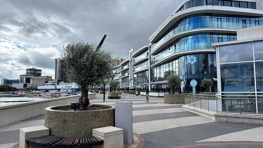 Главная картинка новости: Оливы на новороссийской набережной могут укрыть теплицами на зиму