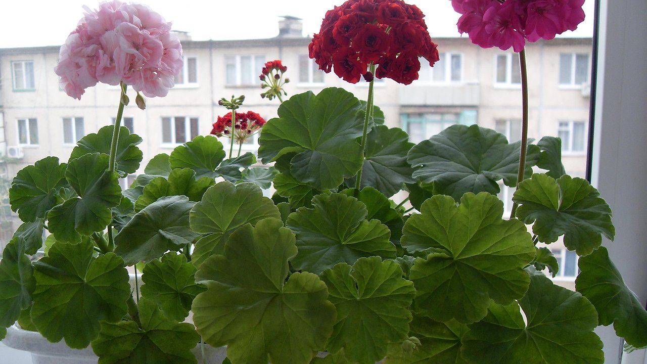 Главная картинка новости: Ваша герань желтеет? В 9 из 10 случаев виноваты эти 4 ошибки