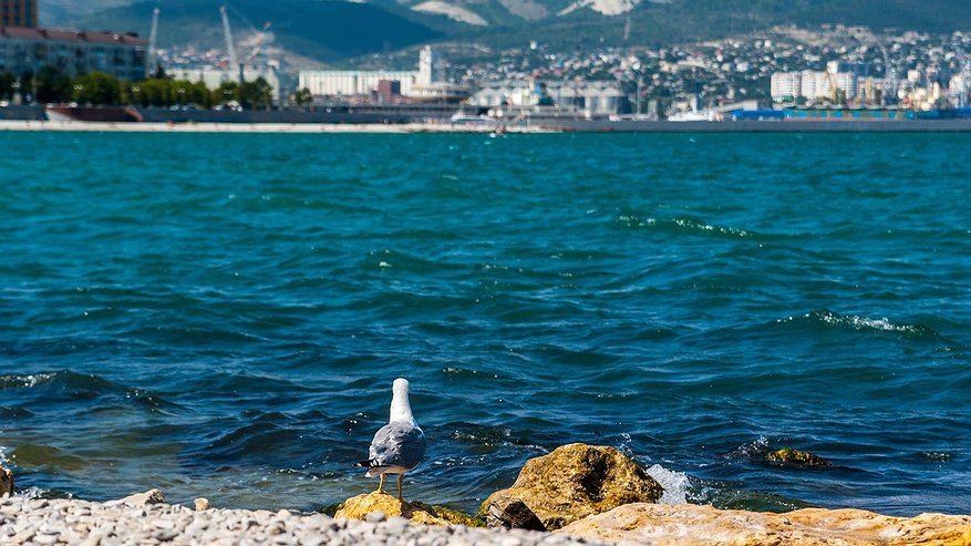 Главная картинка новости: Прокуратура через суд обязала прекратить сброс загрязненных стоков в реку и море под Новороссийском