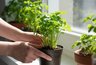 Миниатюра новости: Свежая петрушка за 3 недели: как вырастить зелень на подоконнике к Новому году