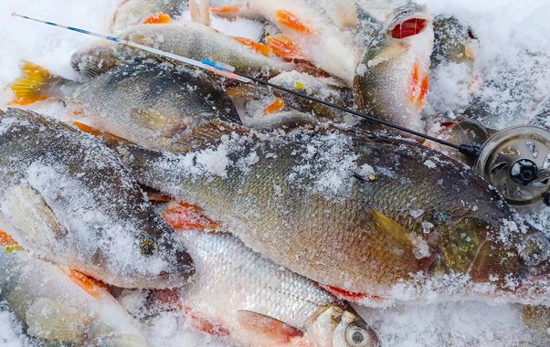 Как привлечь рыбу в зимнем водоеме — поклевки при каждой лунке