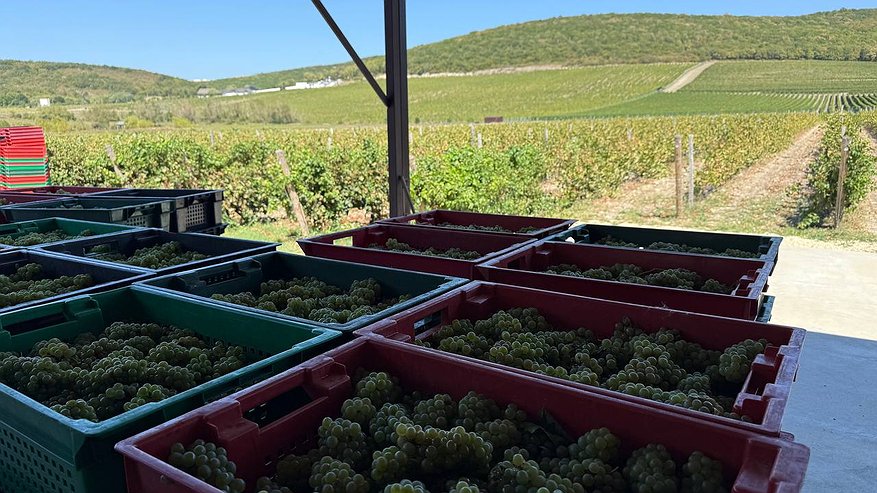 Главная картинка новости: Новороссийск установил новый рекорд по сбору винограда — 15 490 тонн