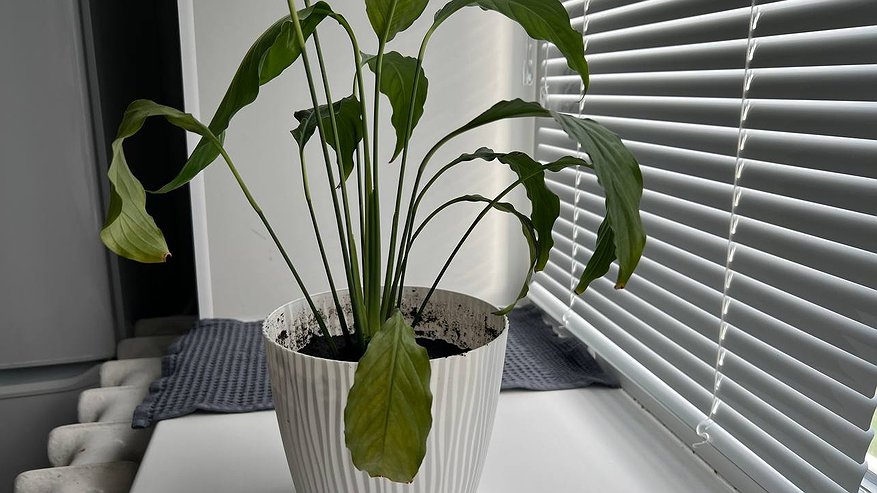 Главная картинка новости: Спатифиллум сходит с ума от этой подкормки: 1 ингредиент на 1 л воды — и белоснежные цветы появляются без перерыва