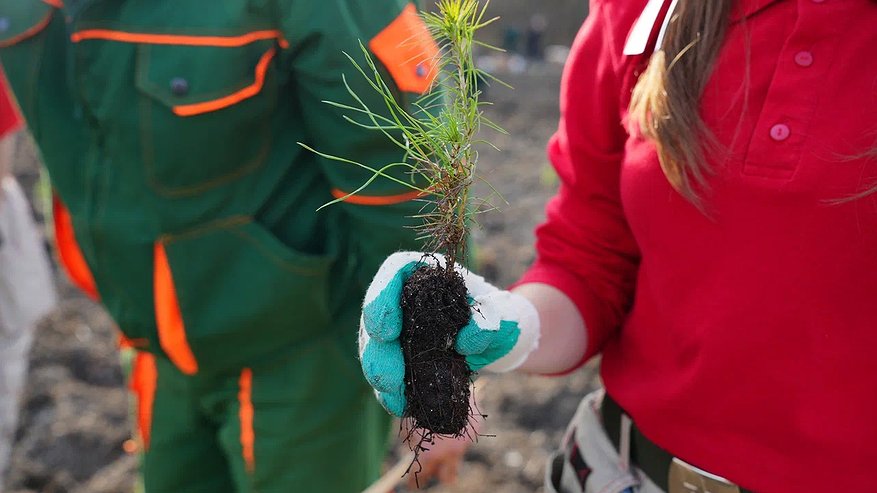 Главная картинка новости: В пригороде Новороссийска высадили 80 000 деревьев в рамках акции «Сохраним лес»