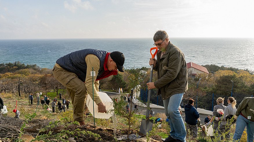 Главная картинка новости: Возрождение реликтового леса: в Абрау-Дюрсо высадили 160 саженцев краснокнижного можжевельника