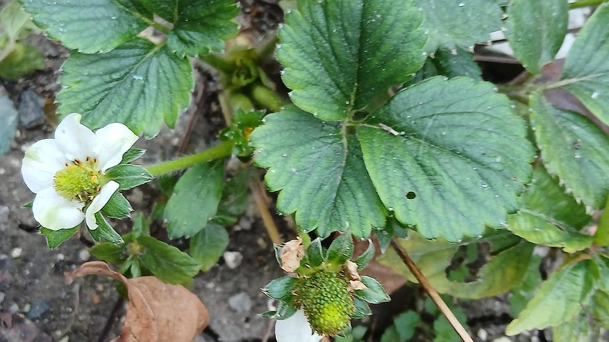 Главная картинка новости: Природа сбилась с ритма: в Новороссийске за неделю до зимы началось необычное цветение