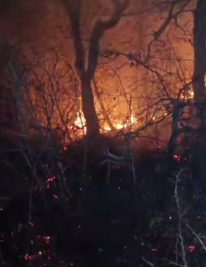 Более полутора тысяч квадратных метров леса загорелось ночью под Новороссийском