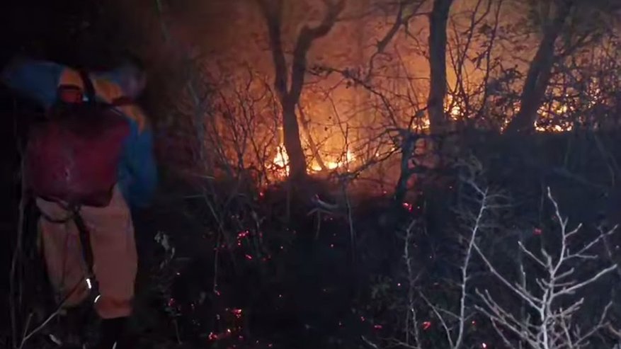 Главная картинка новости: Более полутора тысяч квадратных метров леса загорелось ночью под Новороссийском