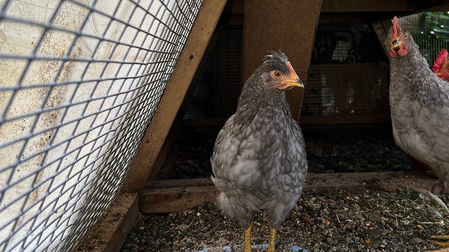 Главная картинка новости: Курам даю 1 продукт зимой: несутся как сумасшедшие - яйца собирать не успеваю