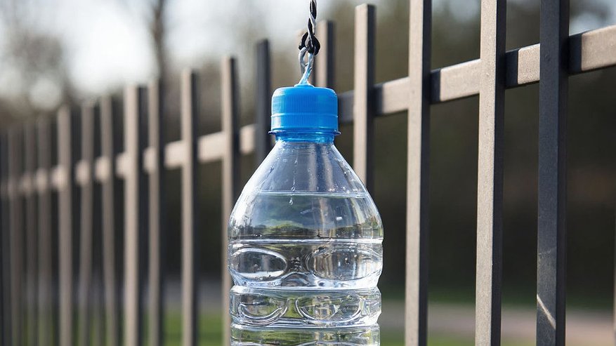 Главная картинка новости: Расставила пластиковые бутылки с водой вдоль забора: это помогло решить одну деликатную проблему