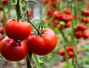 Гениальные томаты: точно заслуживают, чтобы их сажать на своей даче — честно советую сорта, проверенные годами