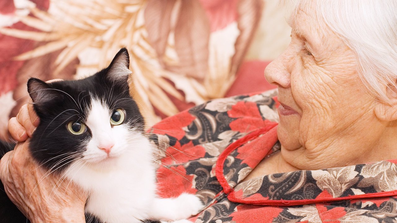 Главная картинка новости: Собака и кошка против деменции: как питомцы защищают мозг от старения