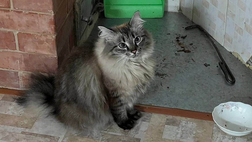 Главная картинка новости: Не храните корм в пакете: 5 ошибок, из-за которых питомец может отравиться