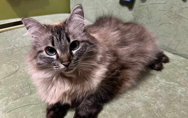 Владельцам животных в Новороссийске стоит готовиться: ветеринарные услуги по всей России резко подорожали