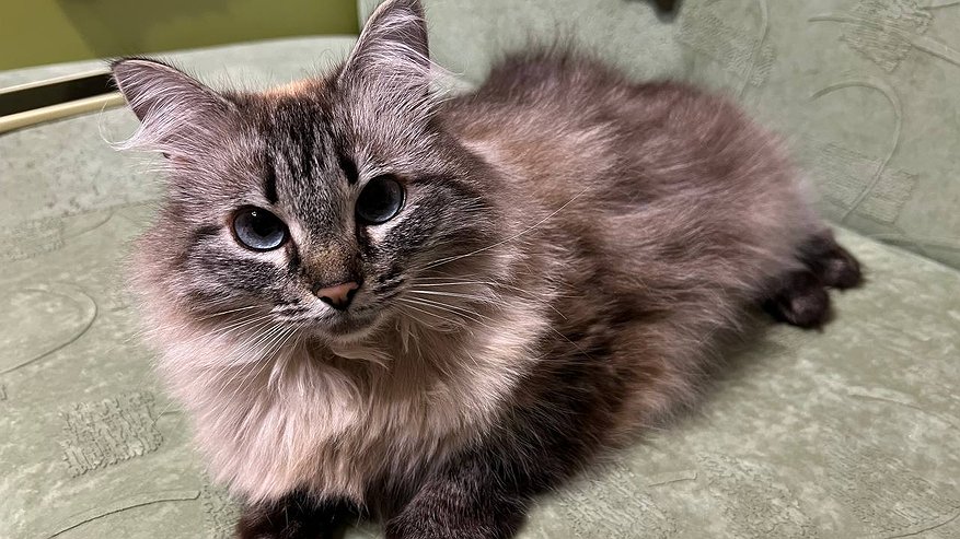 Главная картинка новости: Владельцам животных в Новороссийске стоит готовиться: ветеринарные услуги по всей России резко подорожали