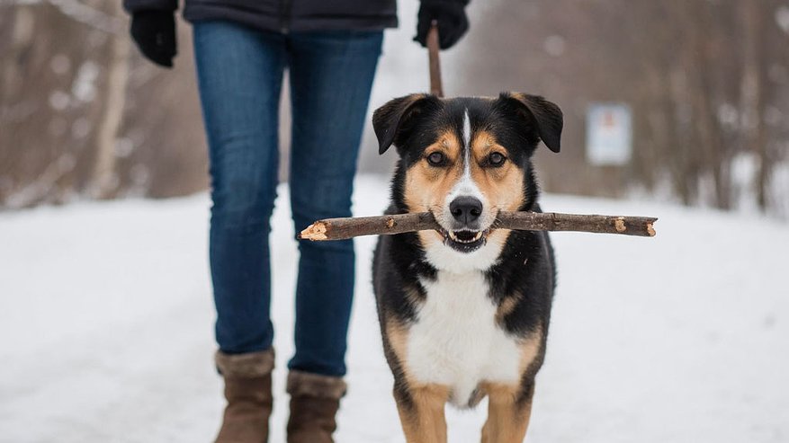 Главная картинка новости: Команда «Ко мне!» — самая важная. Почему питомец ее игнорирует и как это исправить