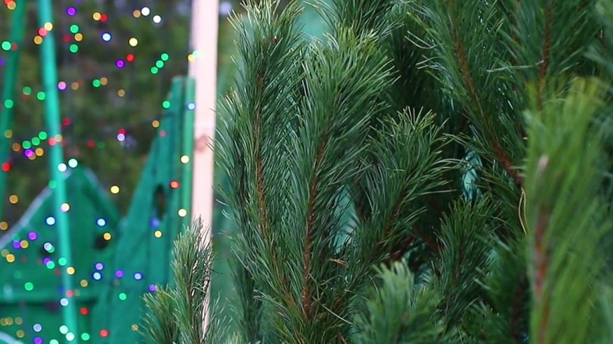 Главная картинка новости: В Новороссийске 12 точек по продаже живых ёлок начнут работу в середине декабря