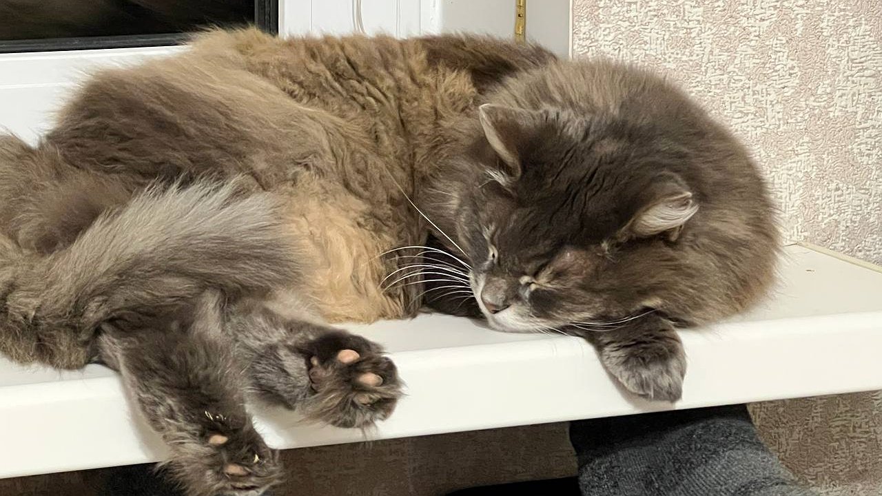 Главная картинка новости: Новый строгий запрет для россиян: перечень животных, которых нельзя держать в квартире, вырос в два раза