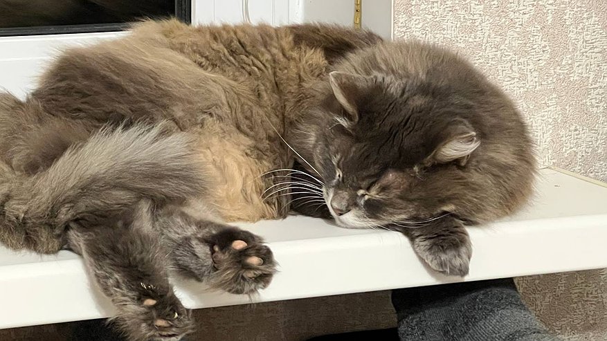 Главная картинка новости: Новый строгий запрет для россиян: перечень животных, которых нельзя держать в квартире, вырос в два раза