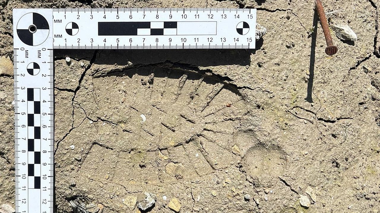 Главная картинка новости: Назван срок суда для похитителя электротранспорта в Новороссийске. И это лишь часть работы — на что нацелена полиция