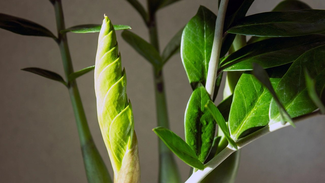 Главная картинка новости: Листья комнатных цветов сияют как зеркало: доступный метод с лимонной кислотой без вреда и лишних трат