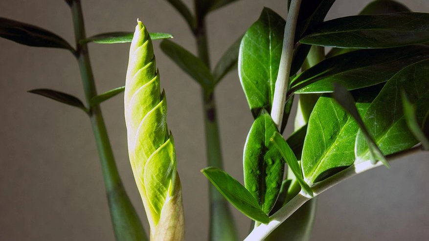 Главная картинка новости: Листья комнатных цветов сияют как зеркало: доступный метод с лимонной кислотой без вреда и лишних трат