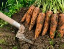 Почему горчит морковь на грядке: находим причину и выращиваем сладкий урожай