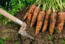 Миниатюра новости: Почему горчит морковь на грядке: находим причину и выращиваем сладкий урожай