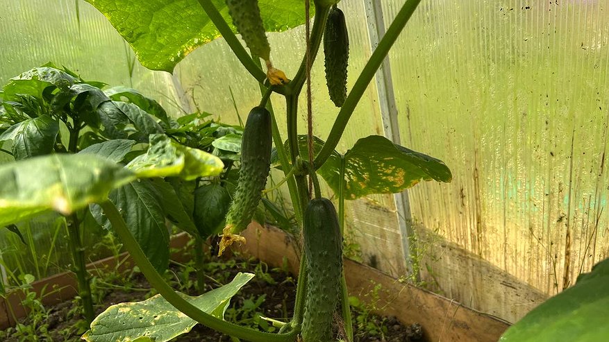 Главная картинка новости: Огуречный прорыв 2026: новейшие пучковые гибриды гарантируют рекордную отдачу с меньшими трудозатратами