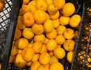 Знающие продавцы отбирают мандарины для себя только так: запомните 3 проверенных правила