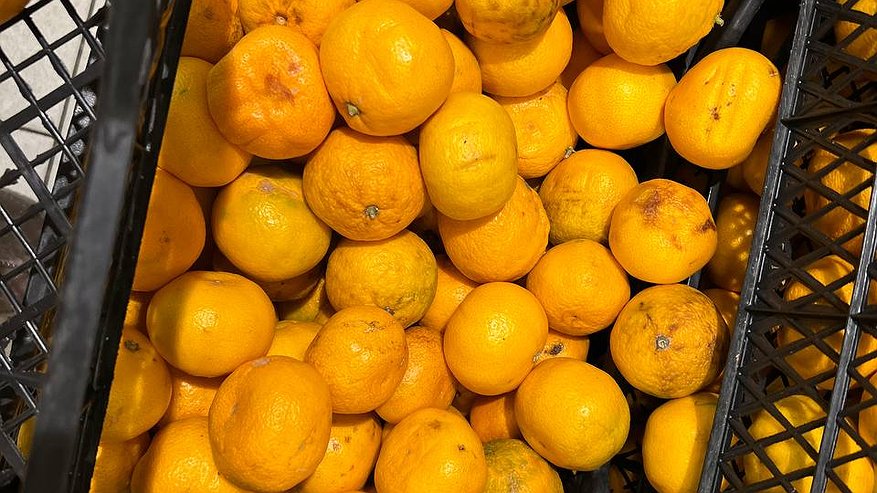 Главная картинка новости: Знающие продавцы отбирают мандарины для себя только так: запомните 3 проверенных правила