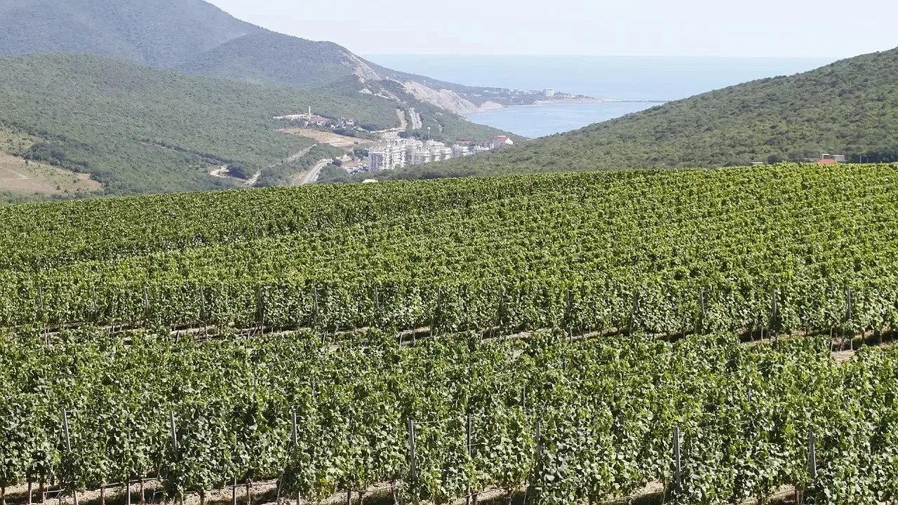 Главная картинка новости: Шато и дегустационные залы появятся прямо на виноградниках Кубани: Совет Федерации одобрил инициативу