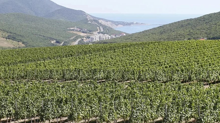 Главная картинка новости: Шато и дегустационные залы появятся прямо на виноградниках Кубани: Совет Федерации одобрил инициативу