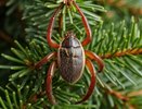 Живая ёлка или рассадник паразитов? Жители Кубани встревожены нашествием клещей перед праздниками