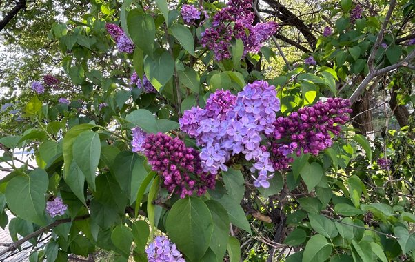 Последний раз амнистировали в 2015-м: что изменилось и ждать ли освобождения к маю 2026-го