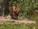 Медведи атакуют Сочи: звери всё чаще выходят к людям — кто виноват и как спастись при встрече