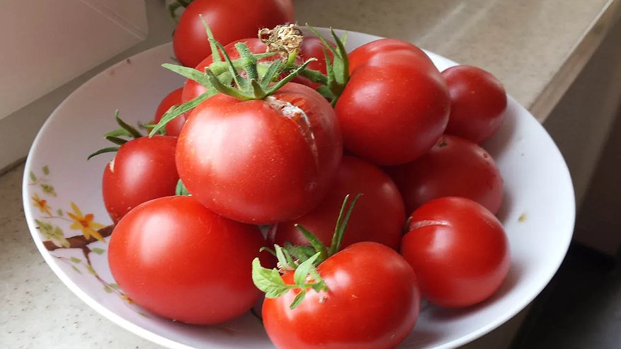 Главная картинка новости: Даже если всё лето вы не бываете на даче — он не сгниет и не покроется пятнами: самый неприхотливый сорт томатов