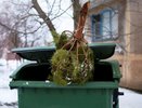 Куда сдать живую ёлку в Новороссийске: адреса всех 9 пунктов утилизации