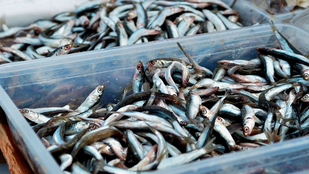 Главная картинка новости: Хамса по 250 рублей за кило: рыбаки назвали сроки, когда в Новороссийске подешевеет рыба