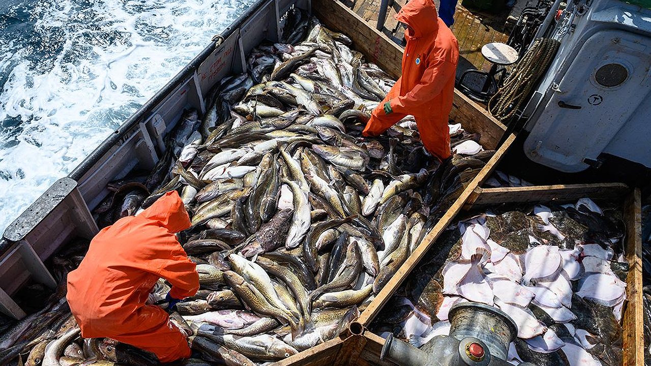 Главная картинка новости: Рекордный вылов на юге России: в Азовском и Черном морях добыли 54 тысячи тонн рыбы в 2025 году
