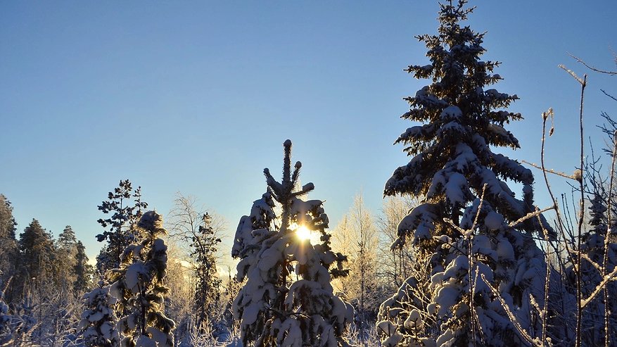 Главная картинка новости: Весеннее потепление до +12°C ожидается в Краснодарском крае с 4 января