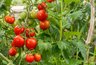 Миниатюра новости: «Вишнёвый сироп»: сорт томатов, который растёт даже в глинистой почве