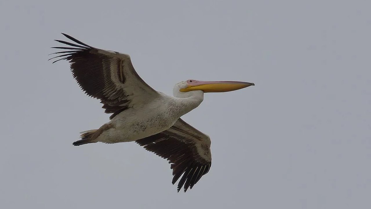 Главная картинка новости: Морозы согнали с насиженных мест: в Новороссийскую бухту прилетело рекордное число краснокнижных птиц