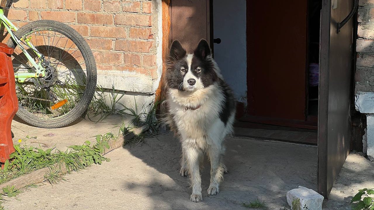 Главная картинка новости: 9 миллионов на гуманность: В Анапе объявили тендер на отлов и содержание бездомных собак